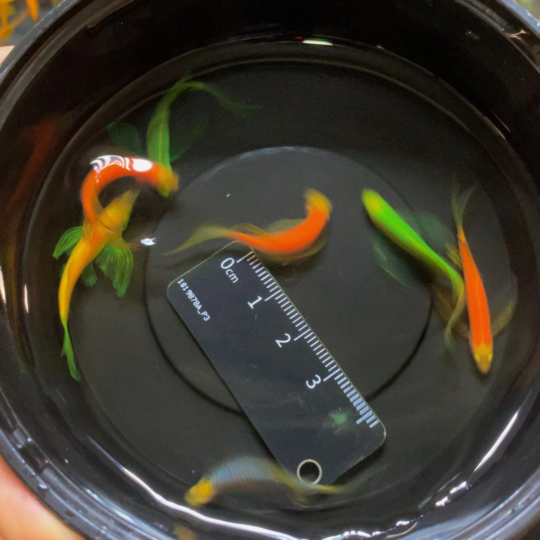 斑马鱼碟翼斑马混搭7条（3.5-4厘米）