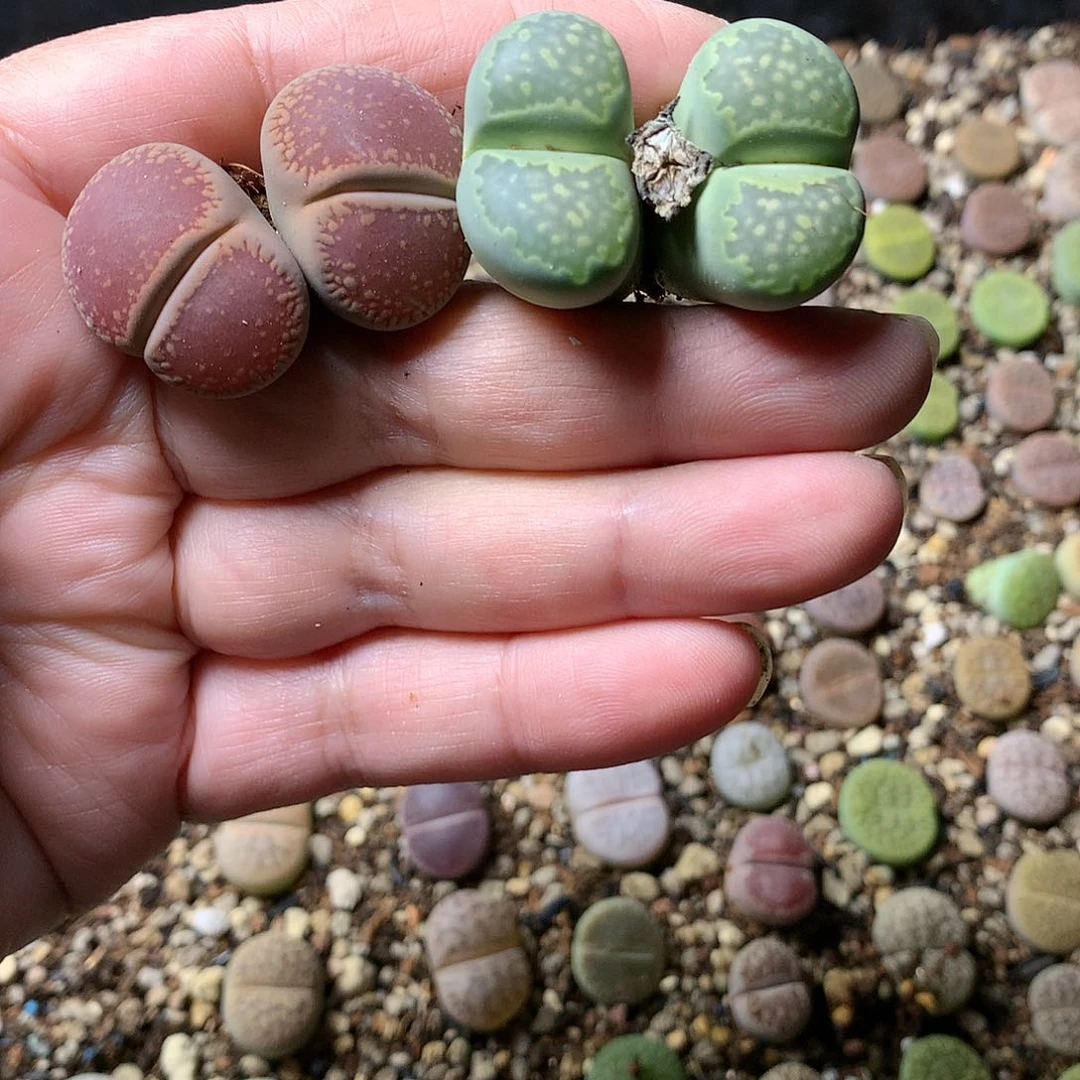 雪*A295多肉植物保护