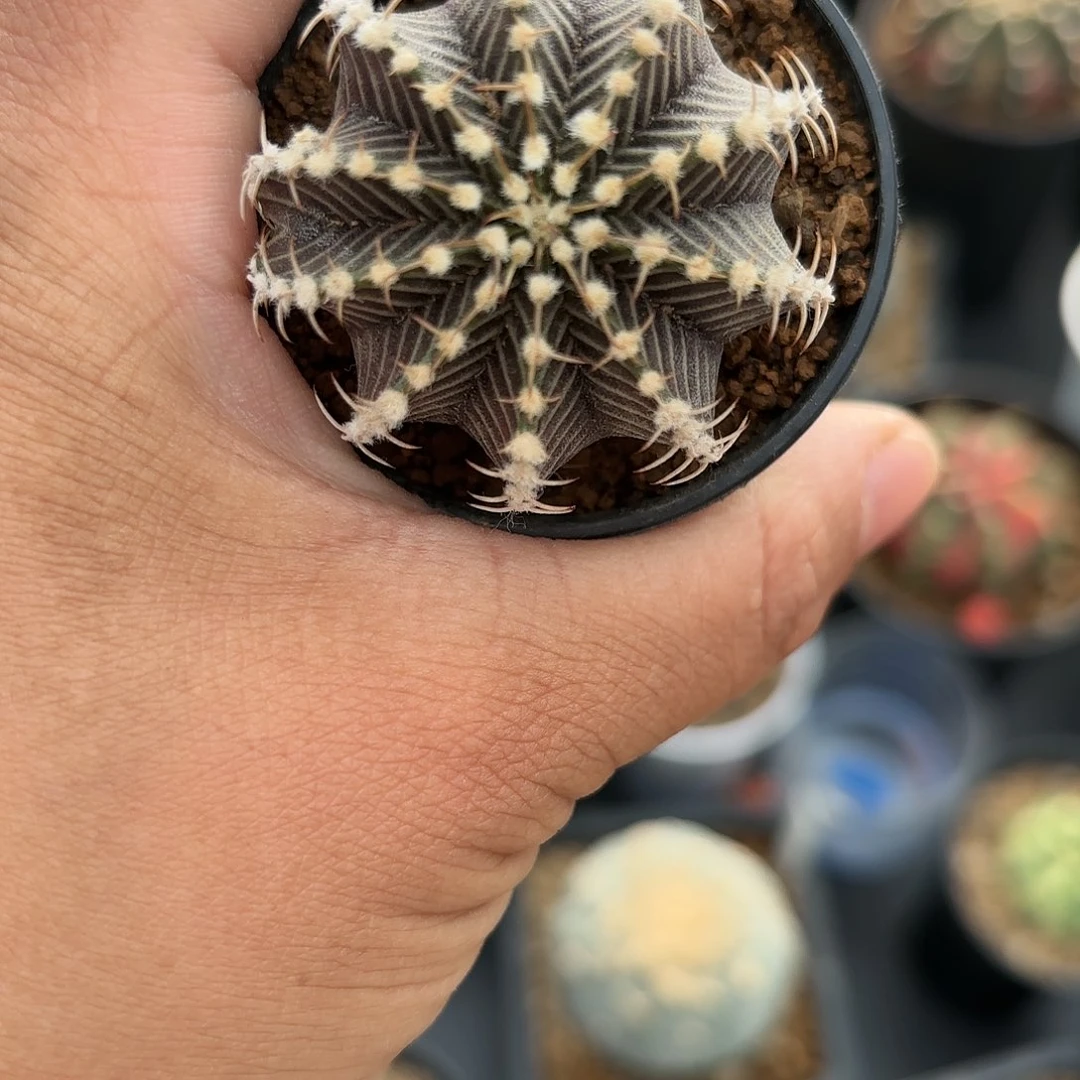 泰系实生米哈仙人球16号