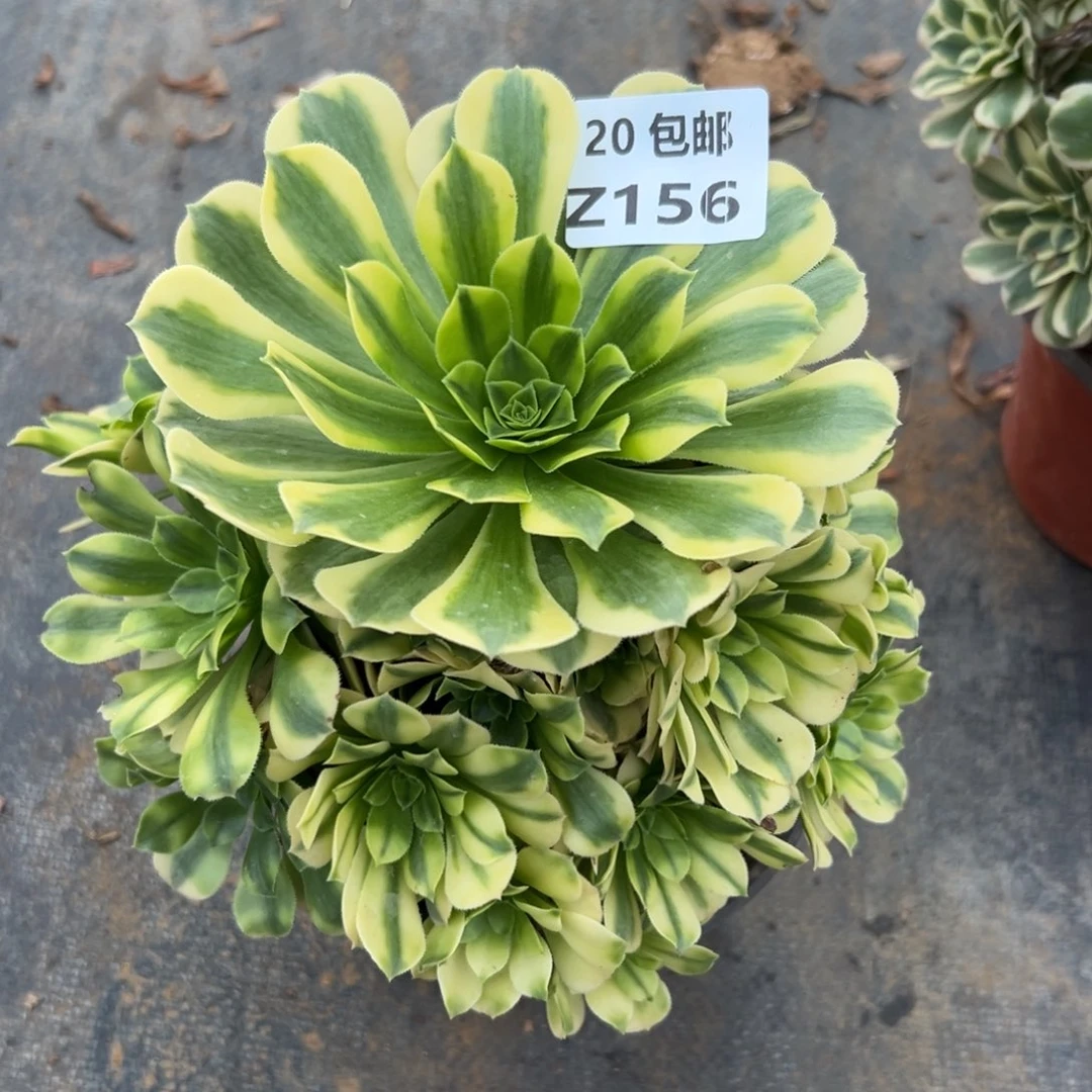 156金丝，满20包邮