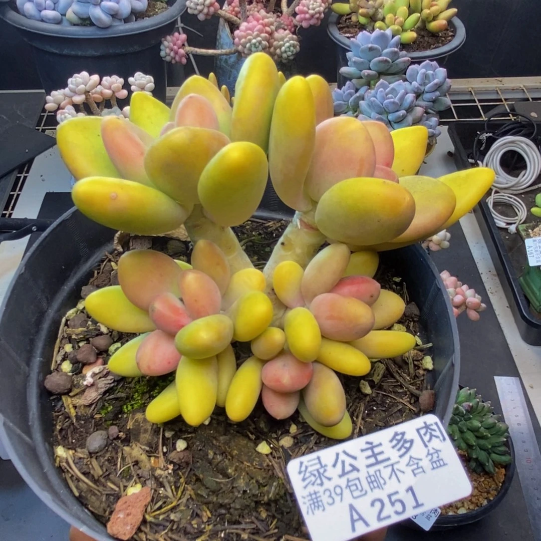 251芒果奶多肉9c m