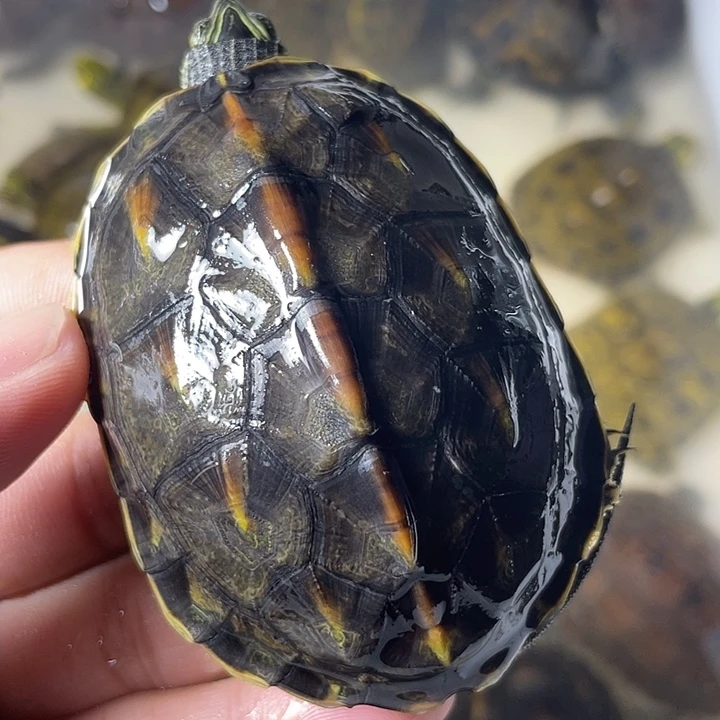 不分公母宠物龟1只花龟