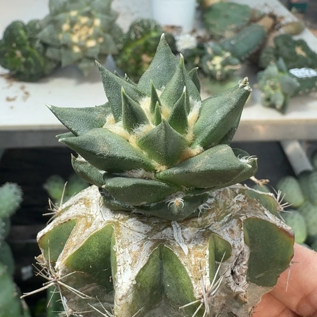 【闪购商品】无花朵开****人龙呀