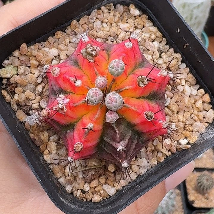 花蝴蝶仙人球123