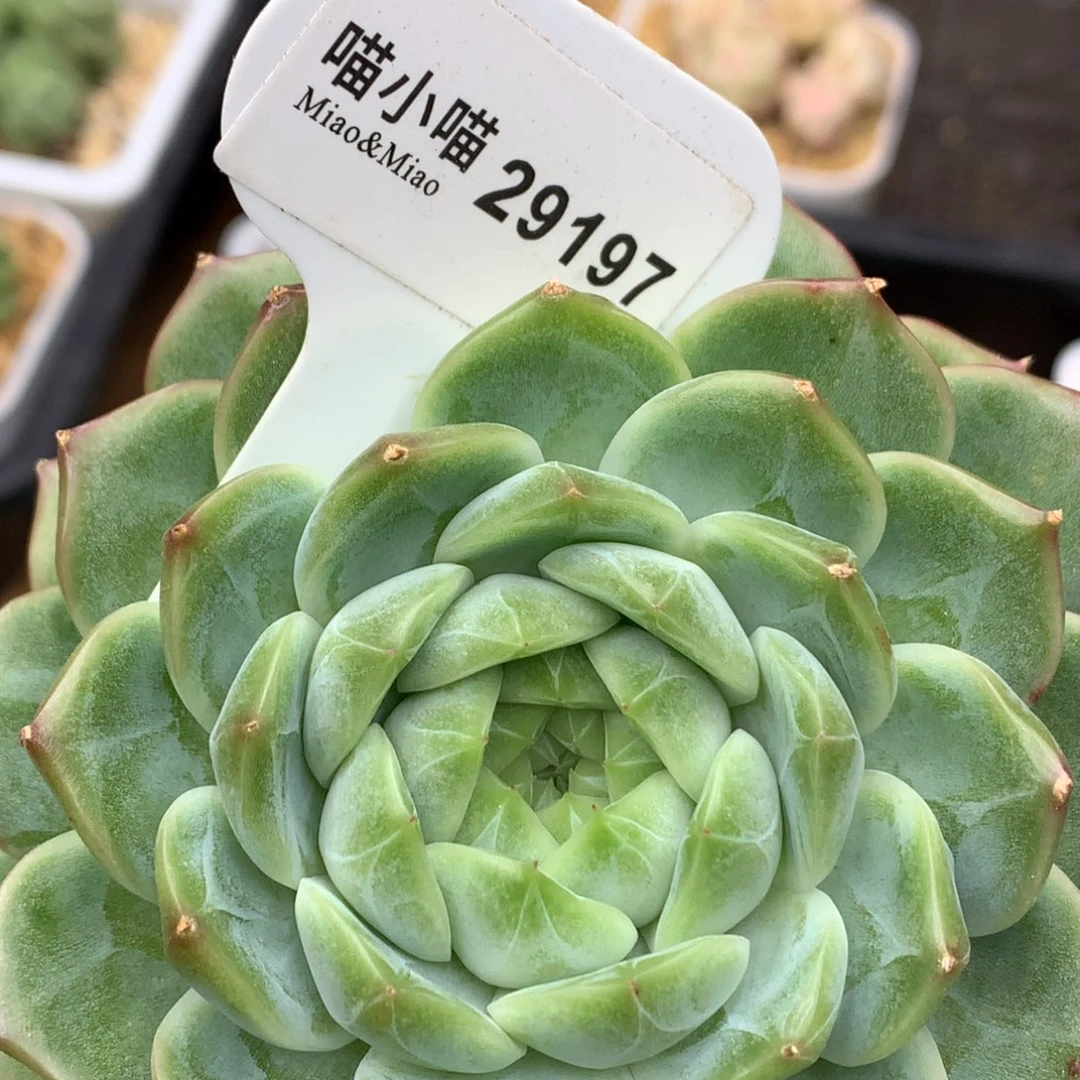 多肉植物杂交珍妮