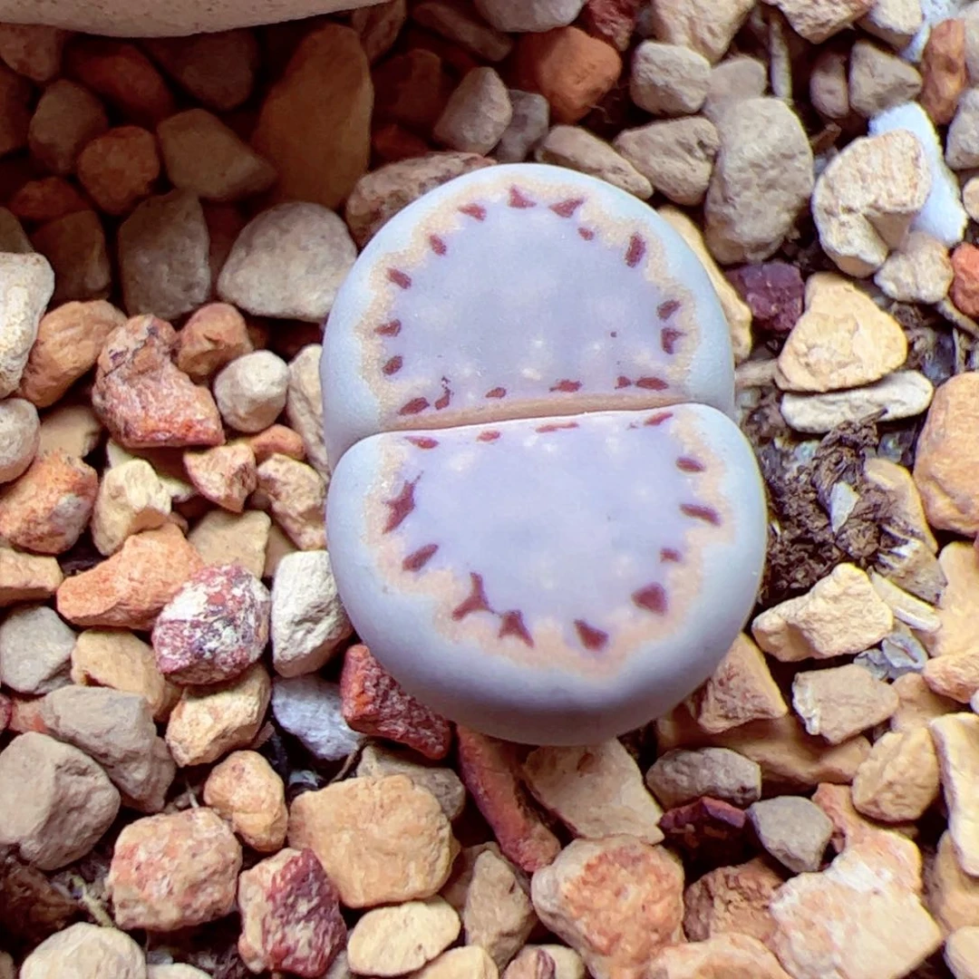 格*112 优秀的肉肉73