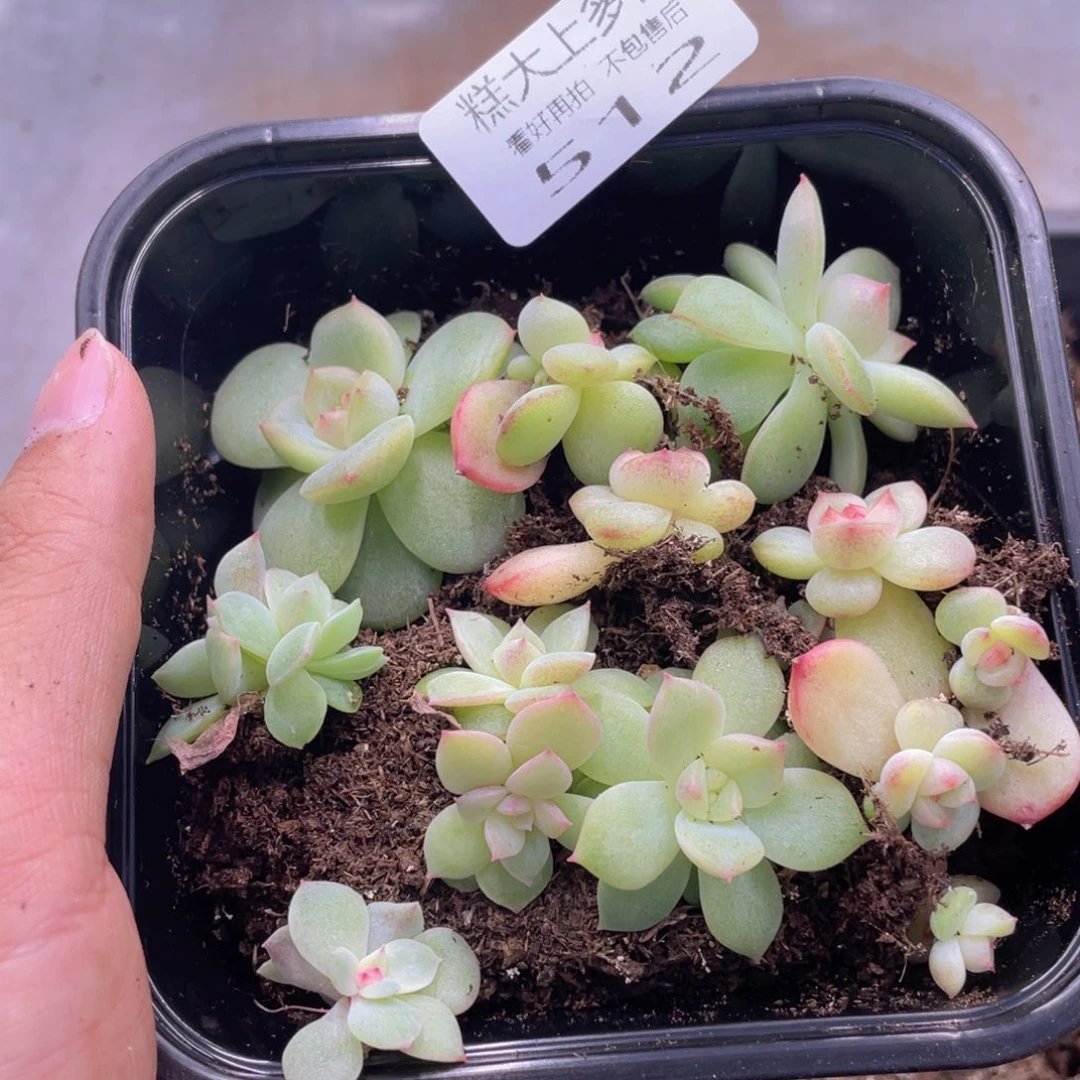 糕大上多肉植物512