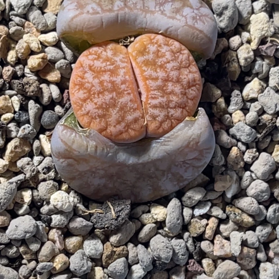 3325球体睫毛铁荒玉