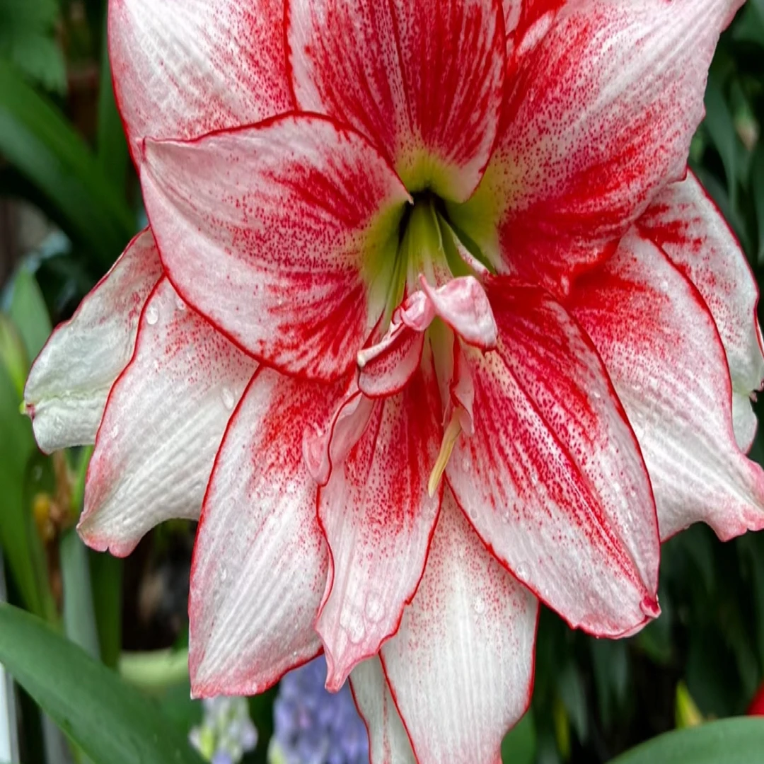 朱顶红种球【 精灵2.5-3.5厘米左右2粒】无根叶裸球