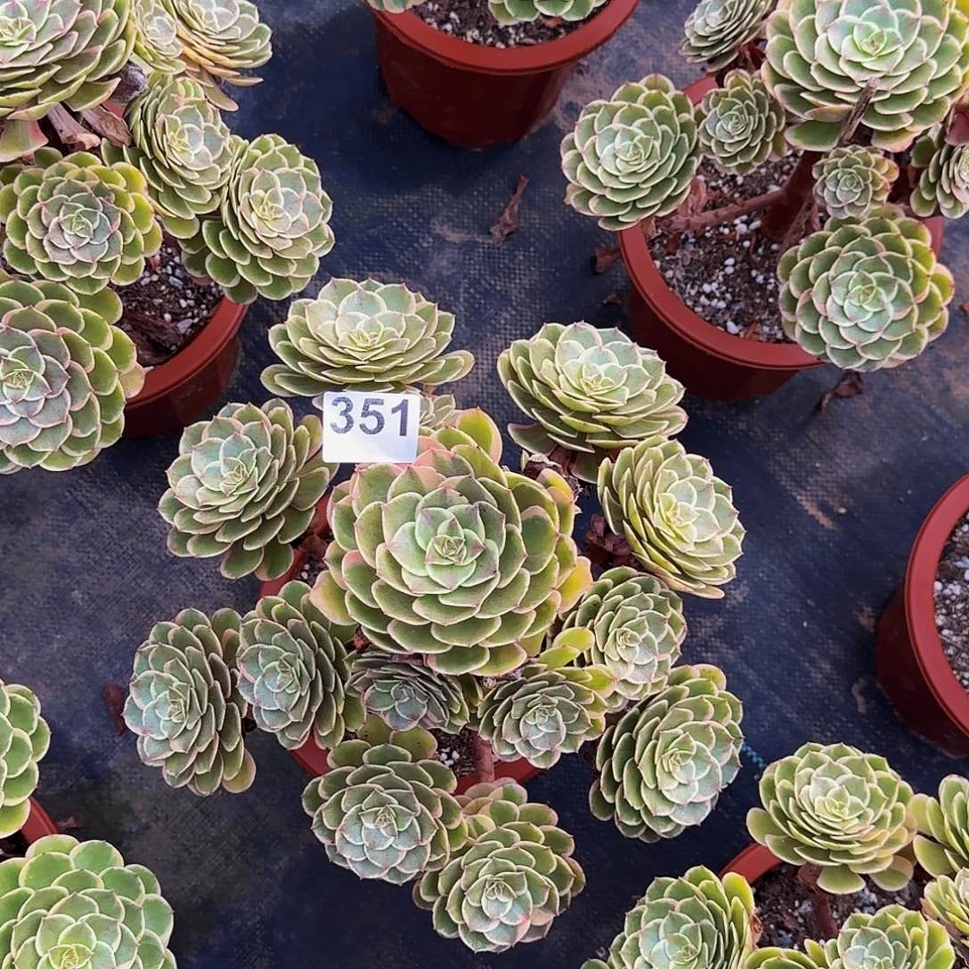 35粉花妖法师植物