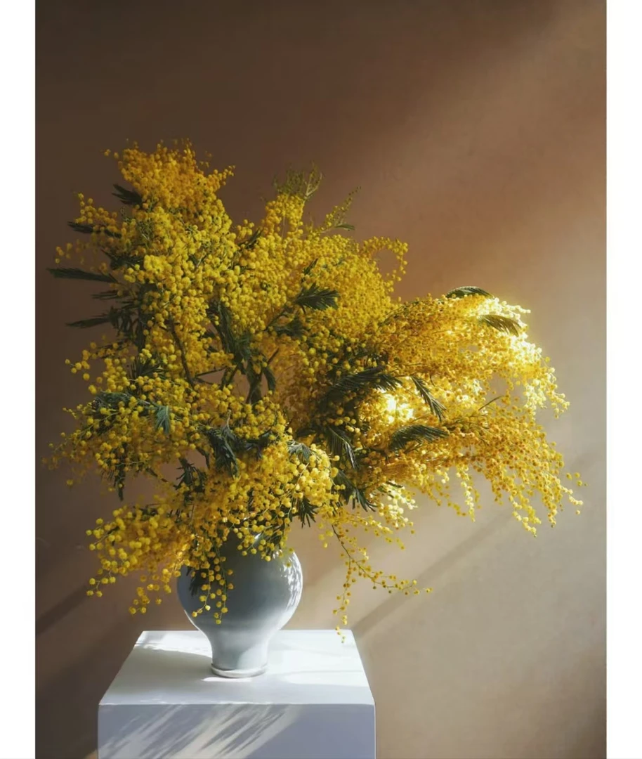 【花拾间】一物一拍大支细叶金合欢  做干花观赏期长