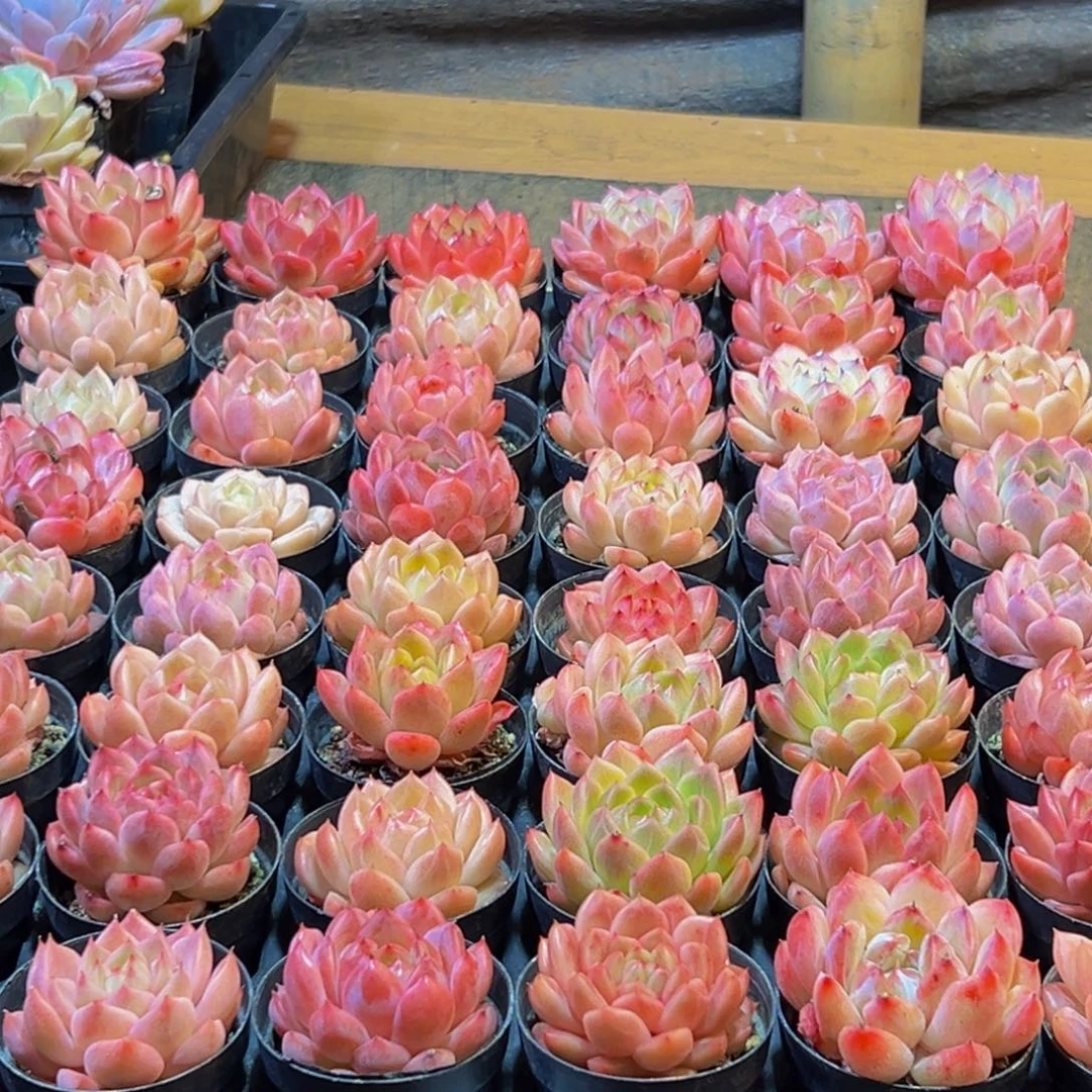 515多肉葡萄的味道是真的很好吃的