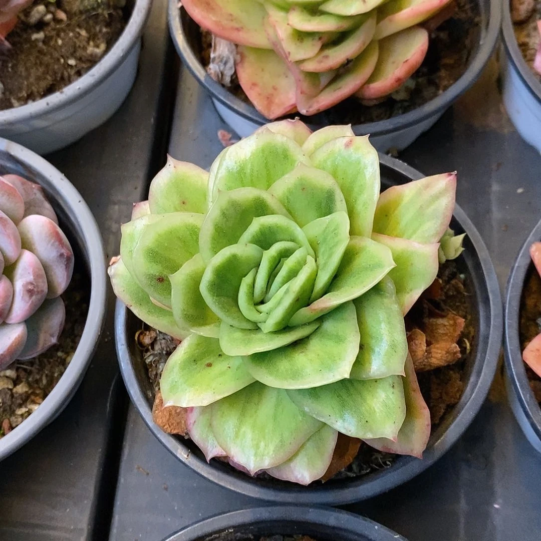 团。冰玫瑰锦。福利多多