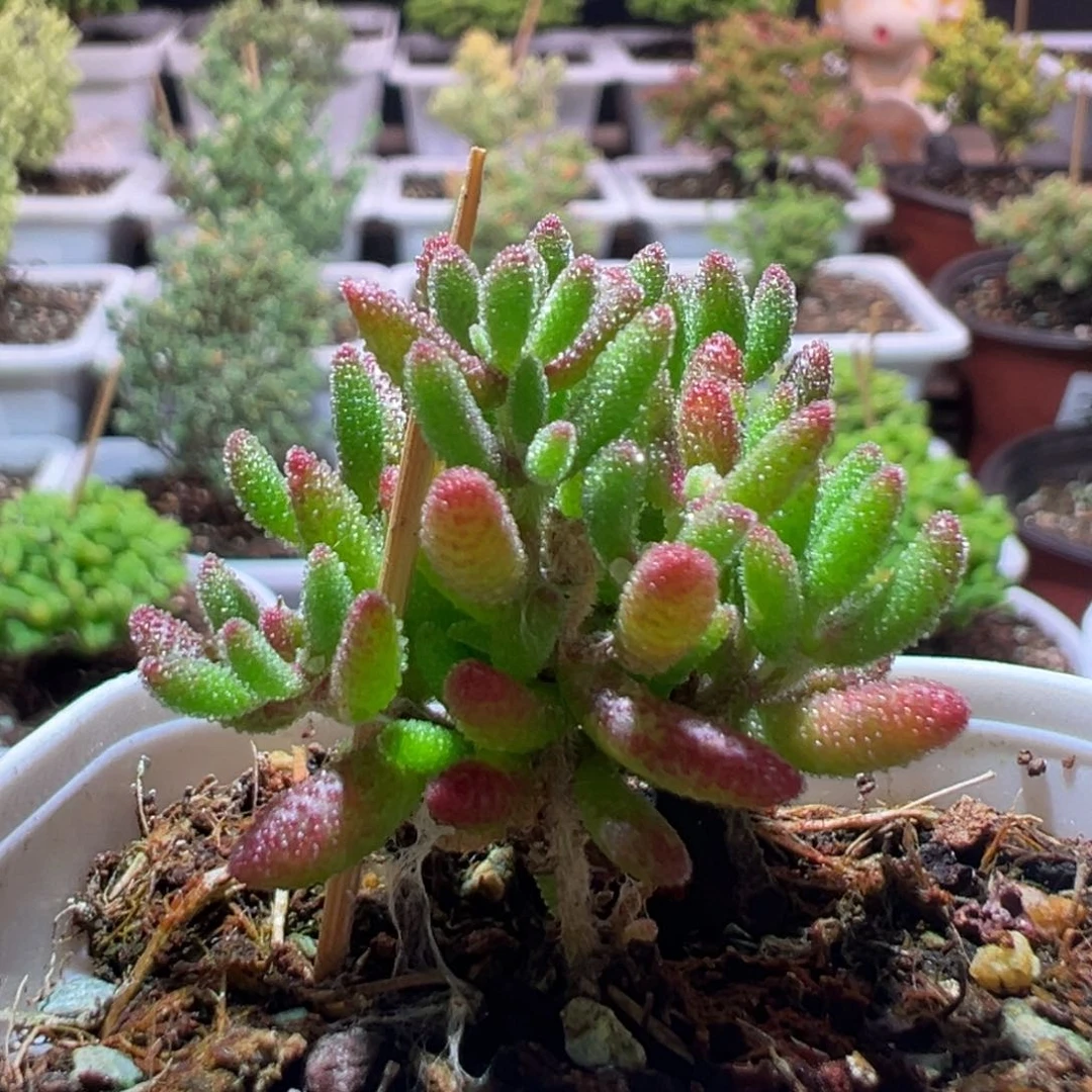 J393红麒麟带盆土发货一物一拍