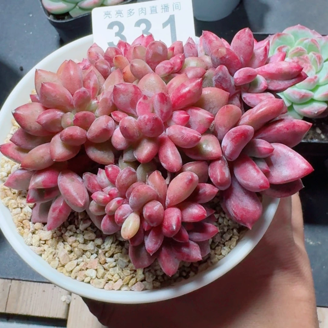 桃花源            精美多肉植物