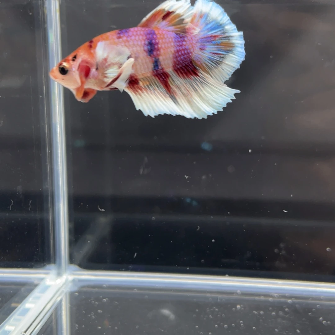 斗鱼11.22早漫画大耳将军公04