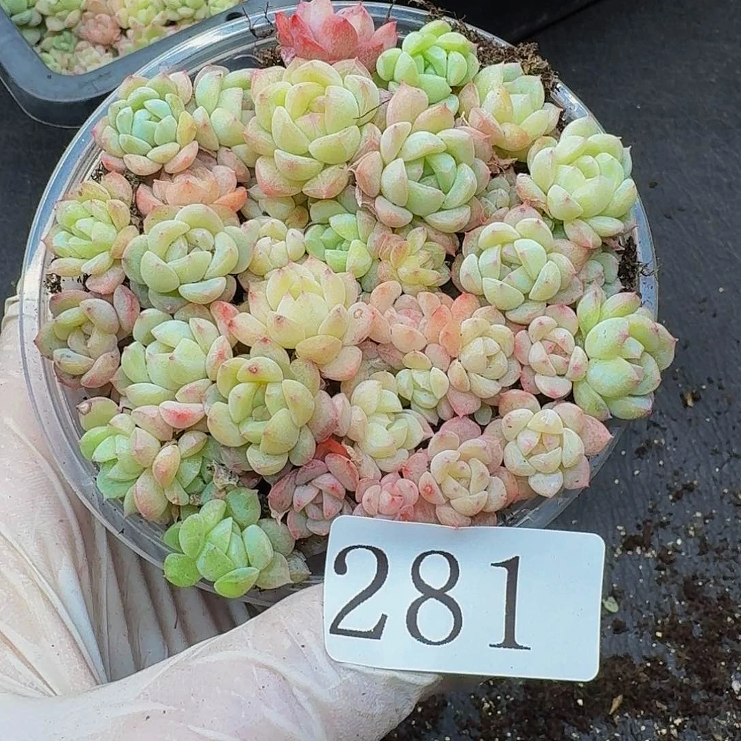 多肉植物多肉植物281