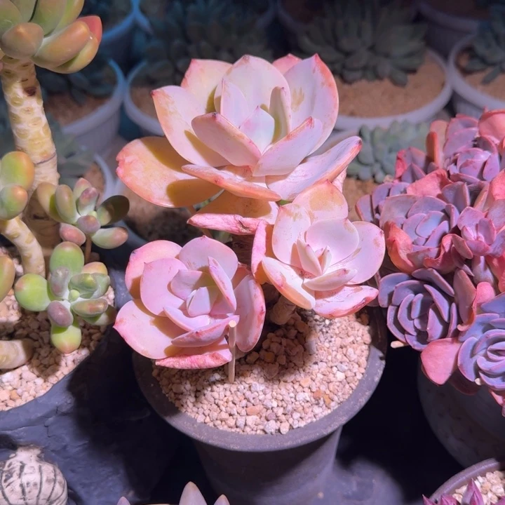 血凤 3头 一物一拍