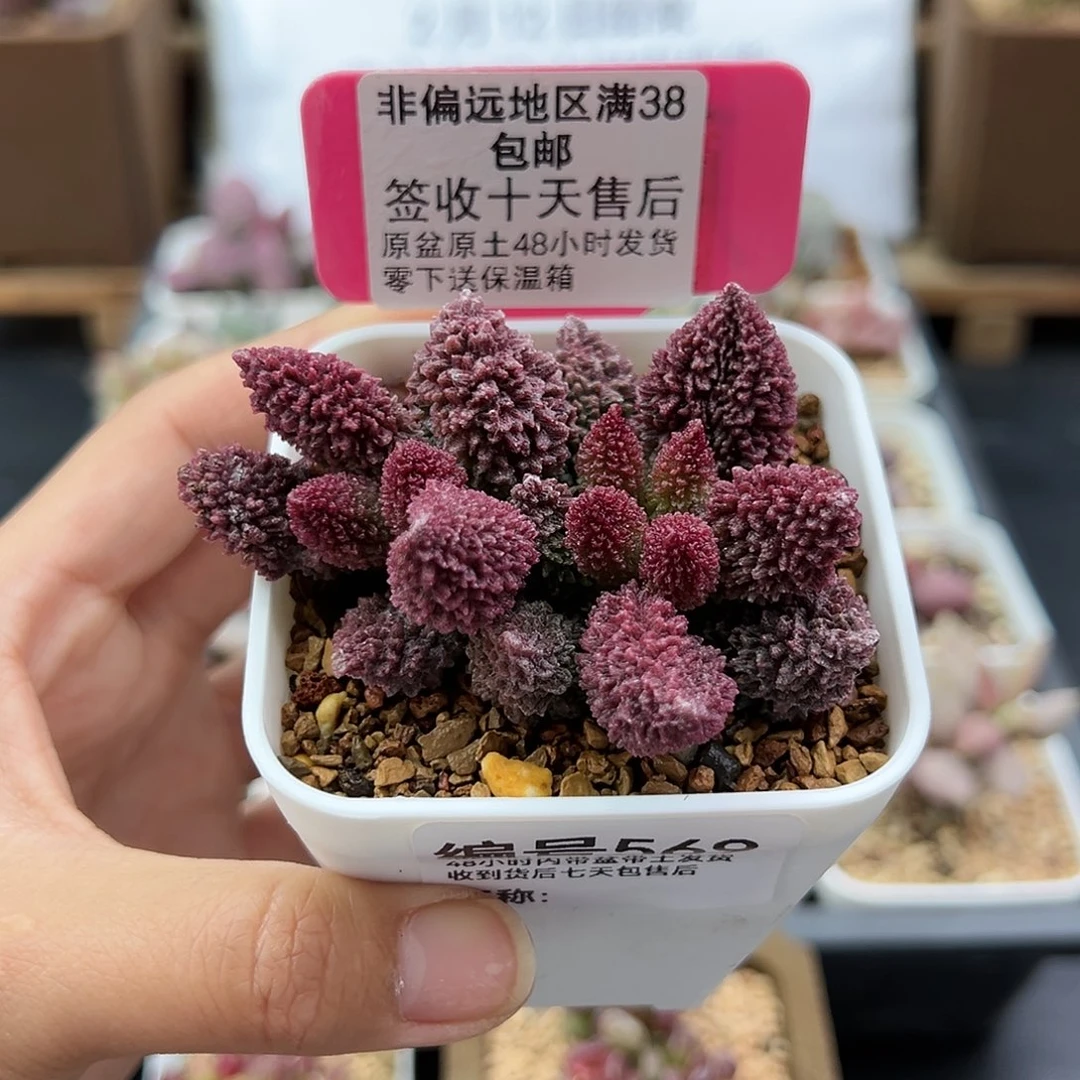 569朱紫玉多肉植物