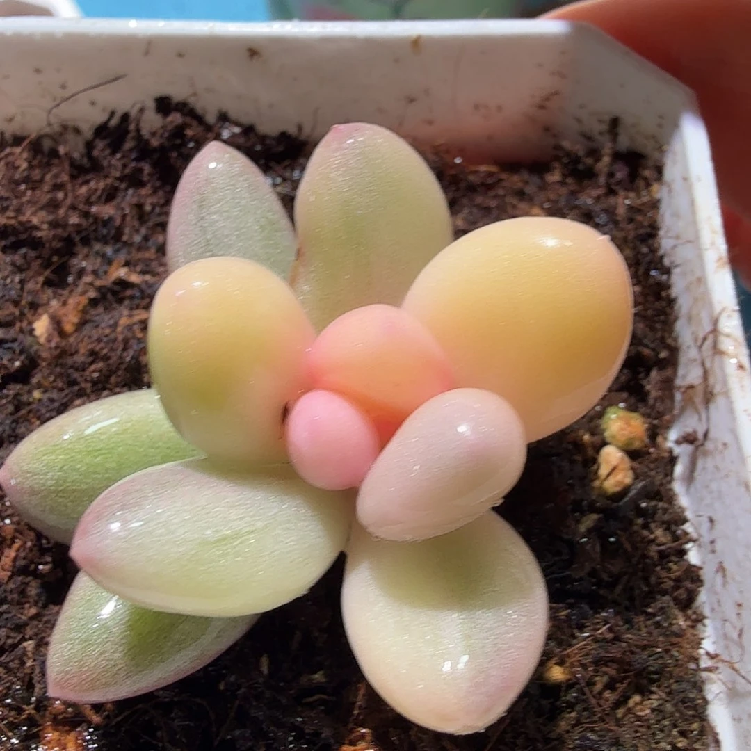 奶酪锦，多肉植物