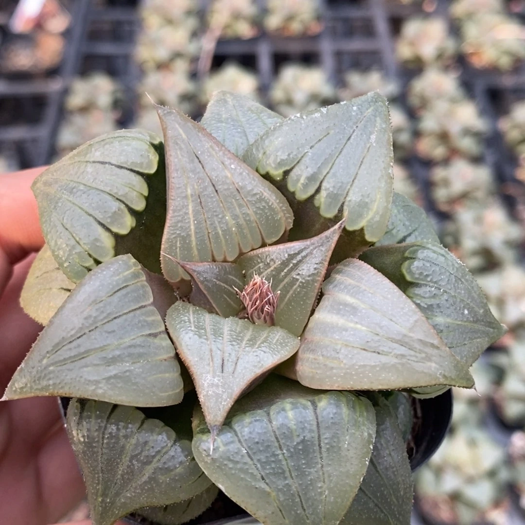 127号媚凤寿多肉植物