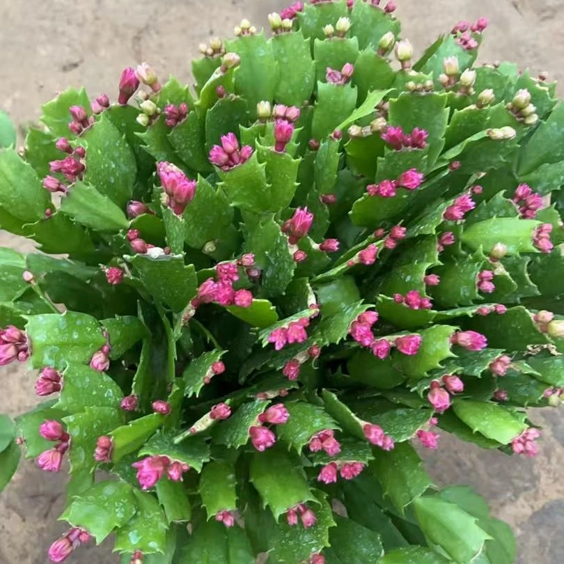 爆米花蟹爪兰重瓣蟹爪兰开花植物