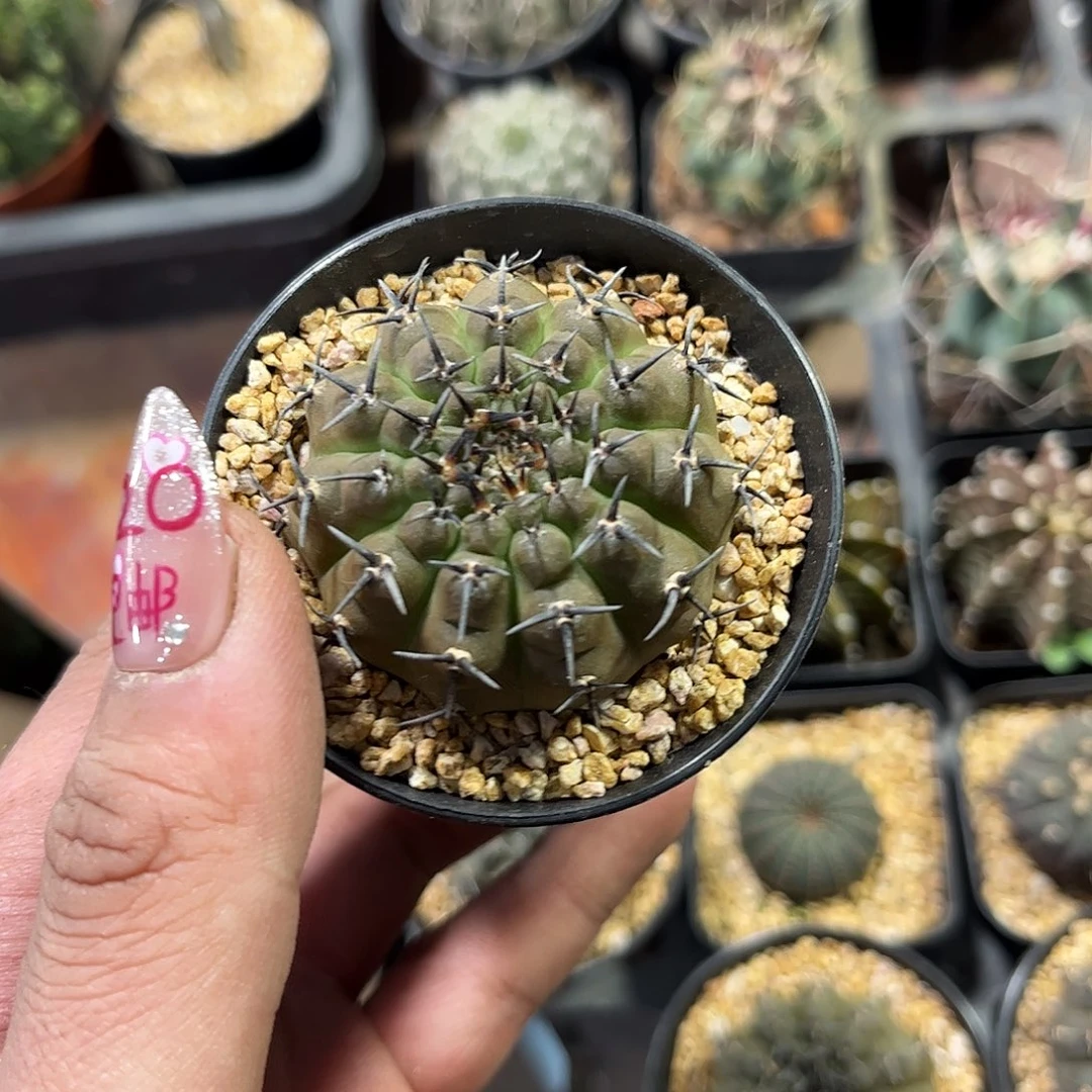 洛*26294一物一拍单头发货