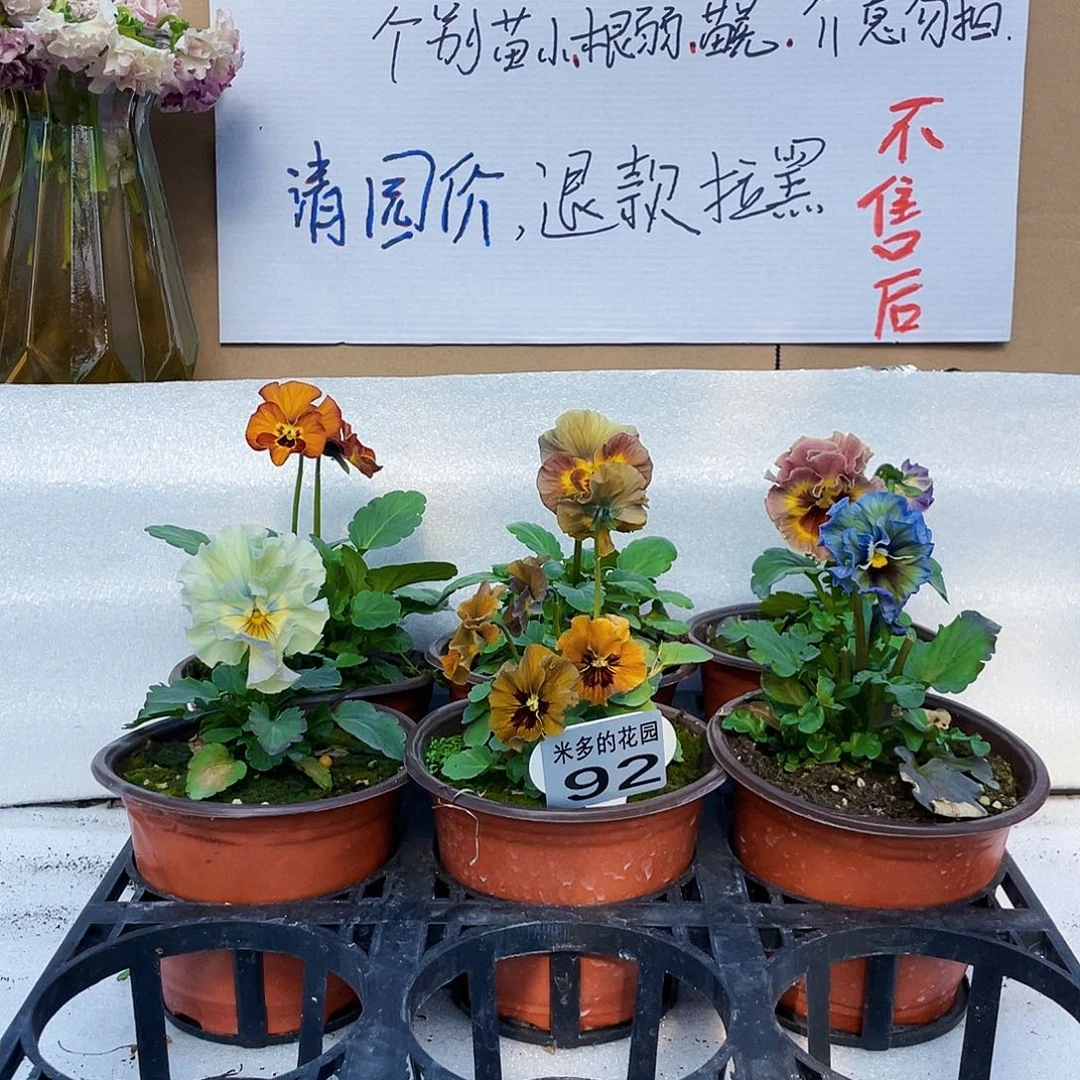 大部分花苞少量开放92