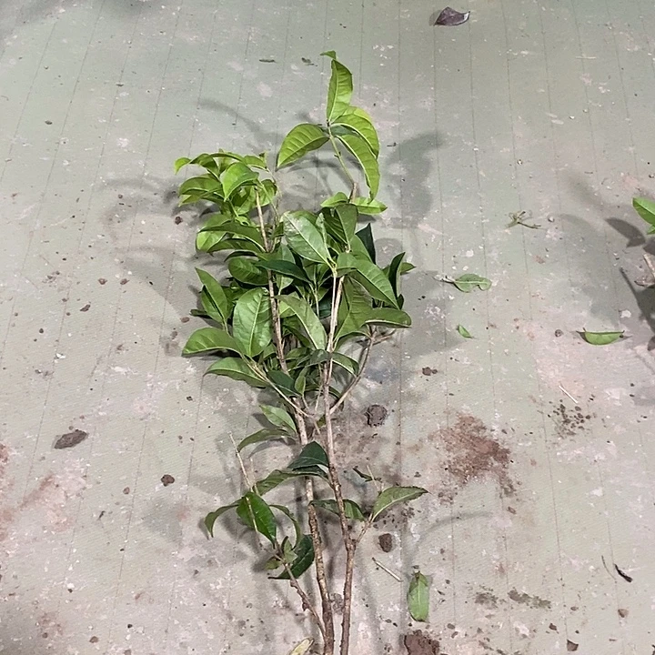 完全开放四季桂花一物一拍