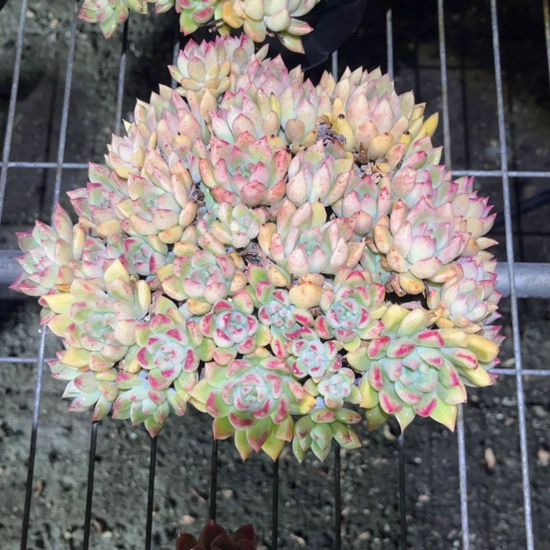 璀璨6号只发新疆