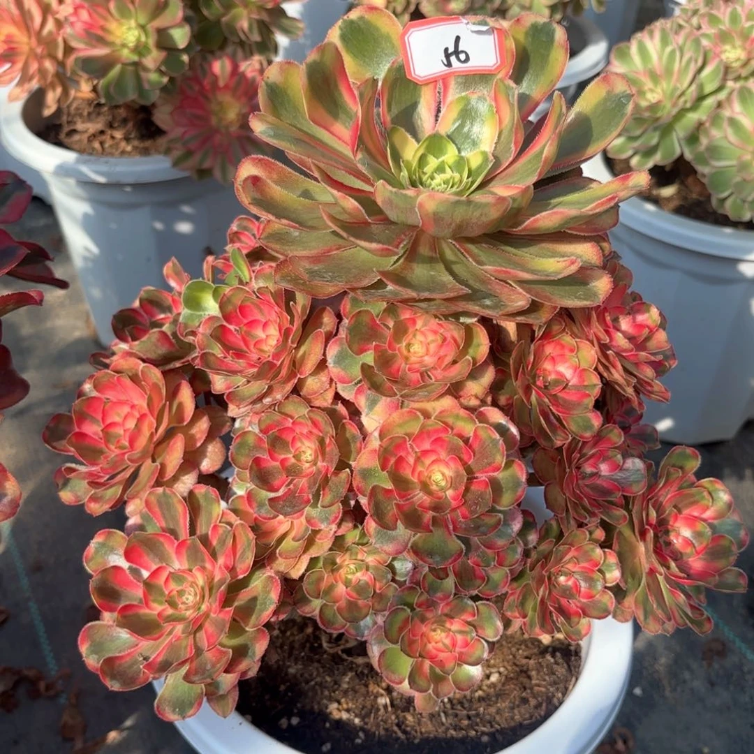 全部花朵56初恋多肉植物