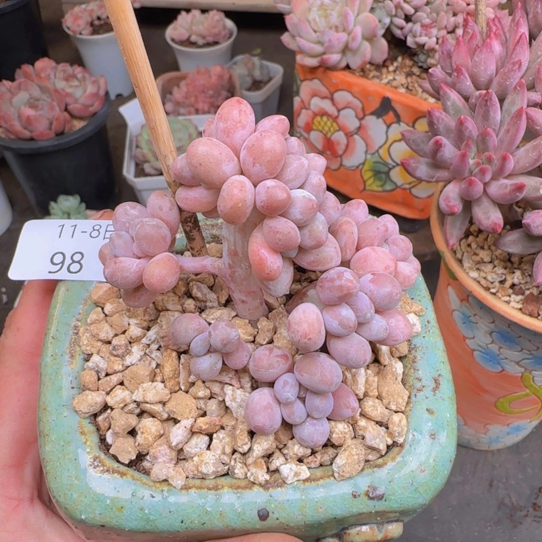 汤圆缀化一颗叶插