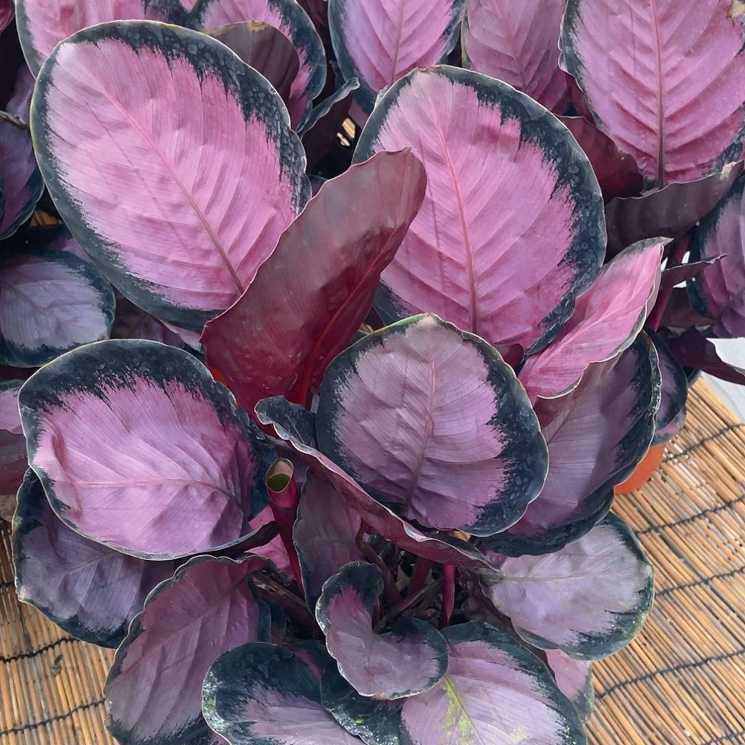完全开放红美丽竹芋特价福利