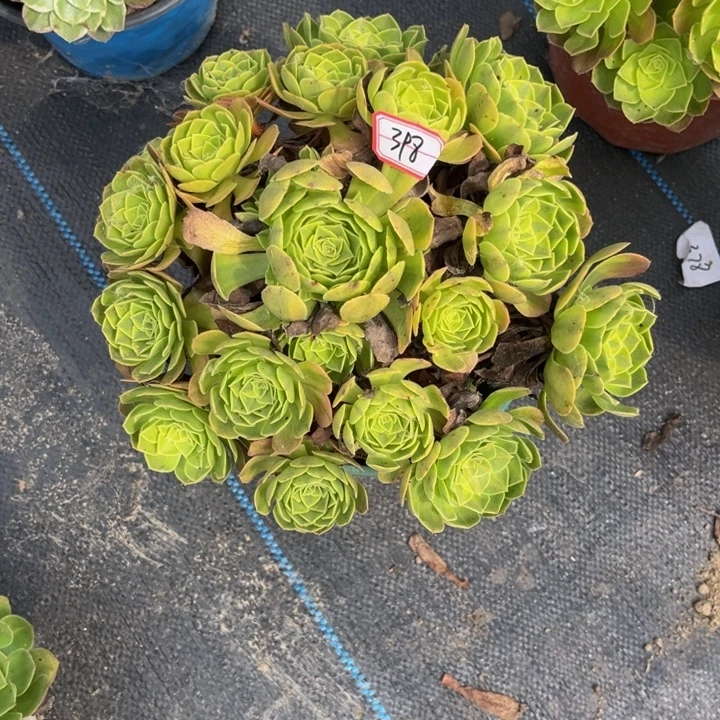 398雨荷多肉植物法师