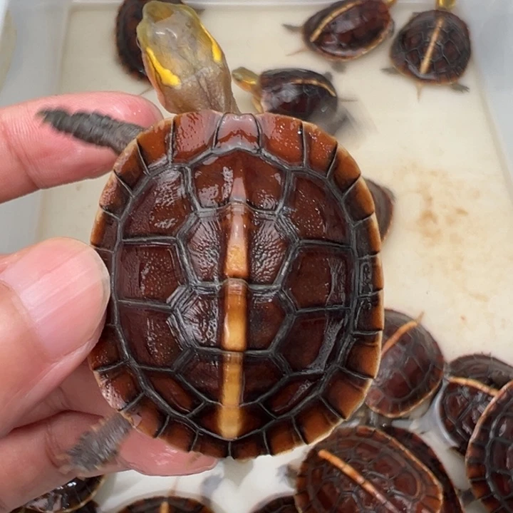 母绿毛龟快**拜啦啦了啦