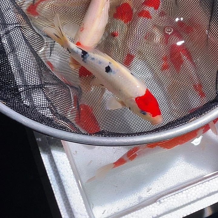 *****锦鲤锦鲤活鱼开箱包活
