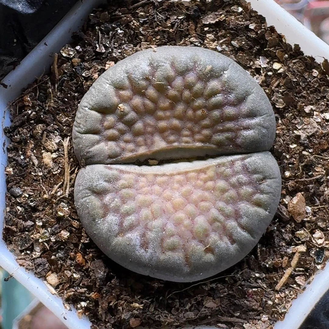 生石花23:：：。  87