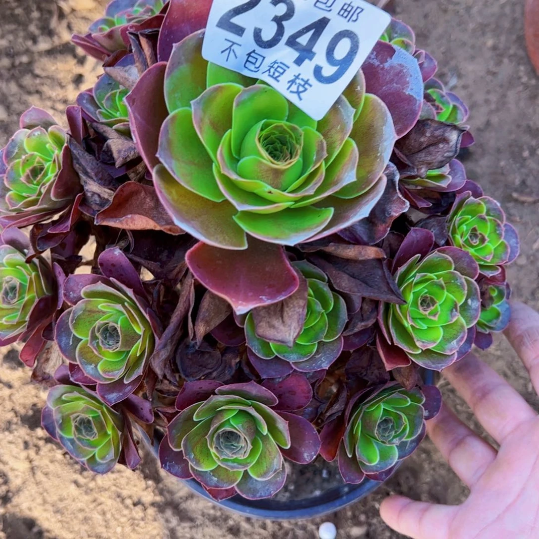 玫瑰多肉植物法师2349