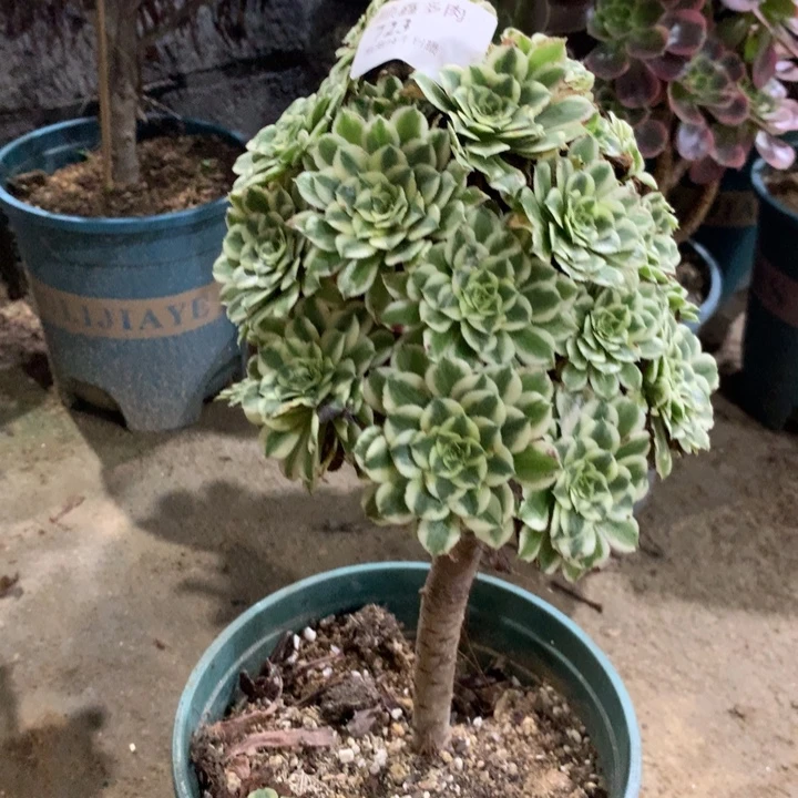 723碧浪多肉特价不售后