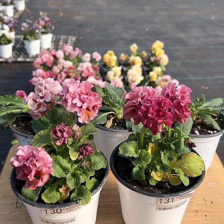 水晶抖音直播闪拍130-131