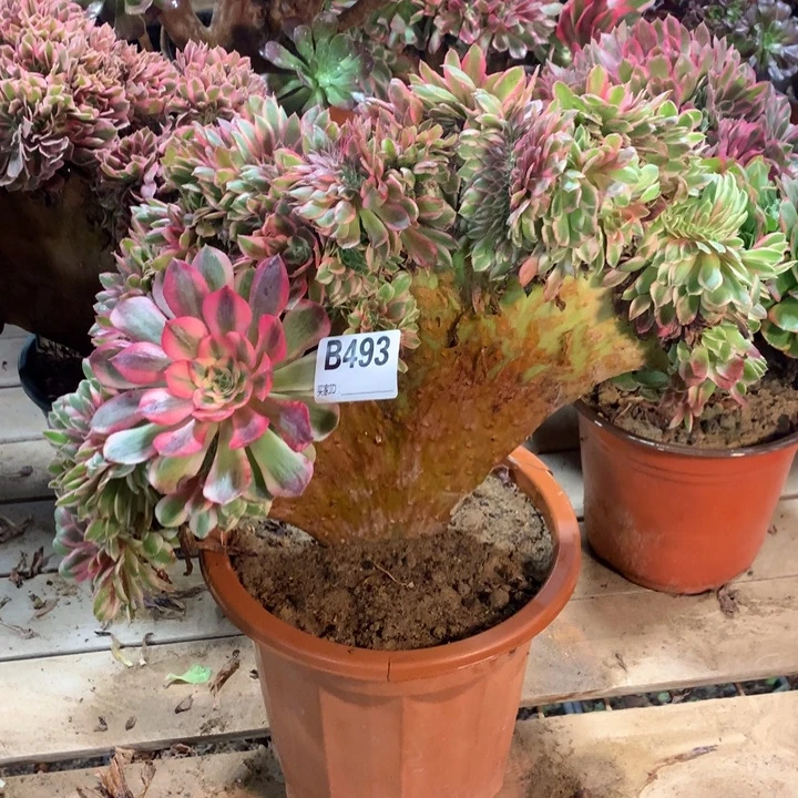 493荔枝缀又干伤多肉法师