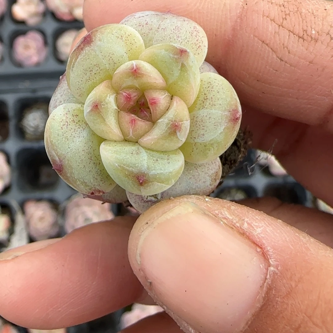 多肉小卡拉米糖心一物一拍