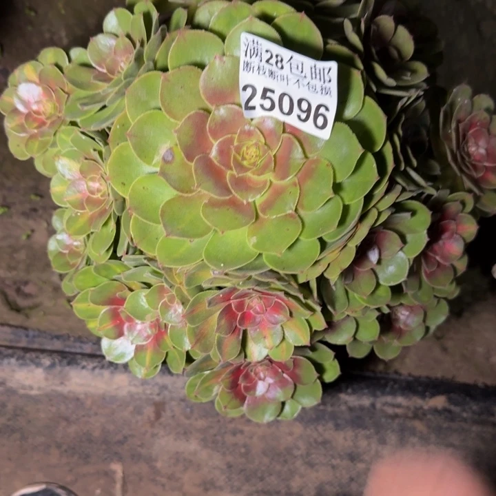 25096抹茶不包断枝