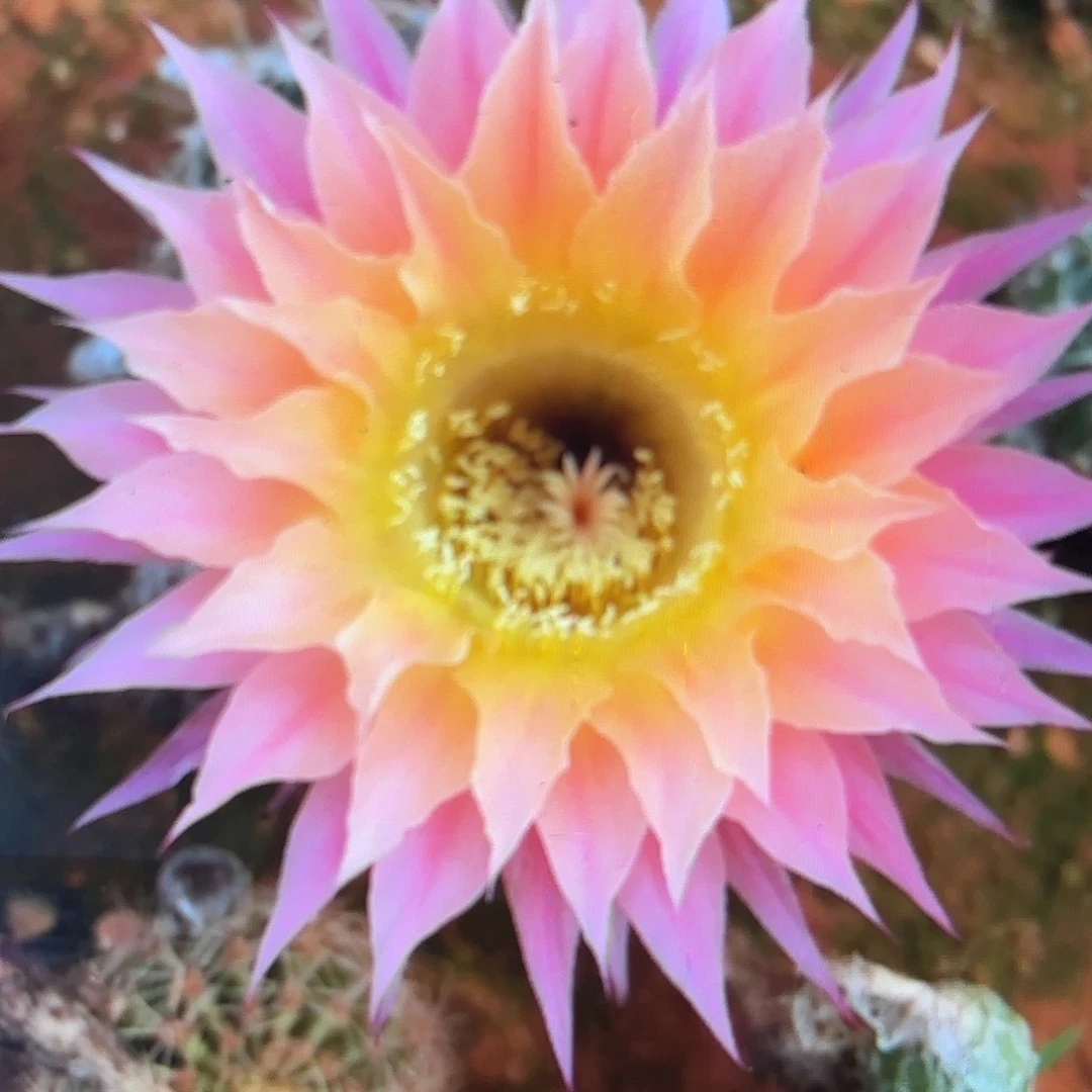 带根放色源彩20包邮仙人球