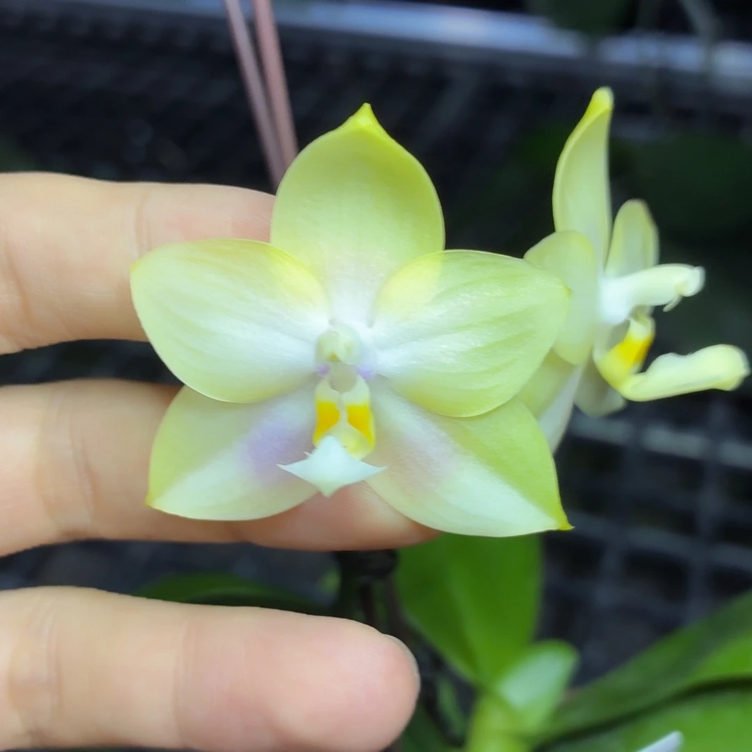 当前无花朵，栽培后可花朵A5256