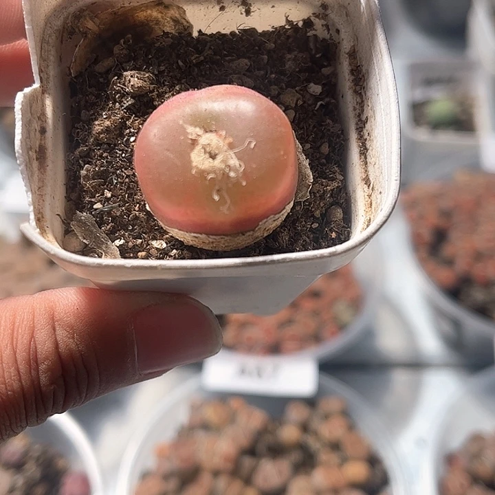 1113–番杏福利a84