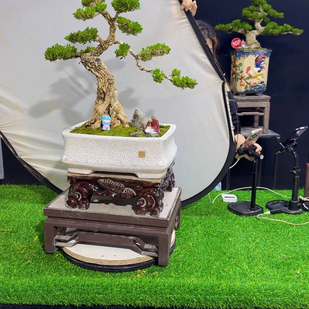 当前无花朵，栽培后可花朵