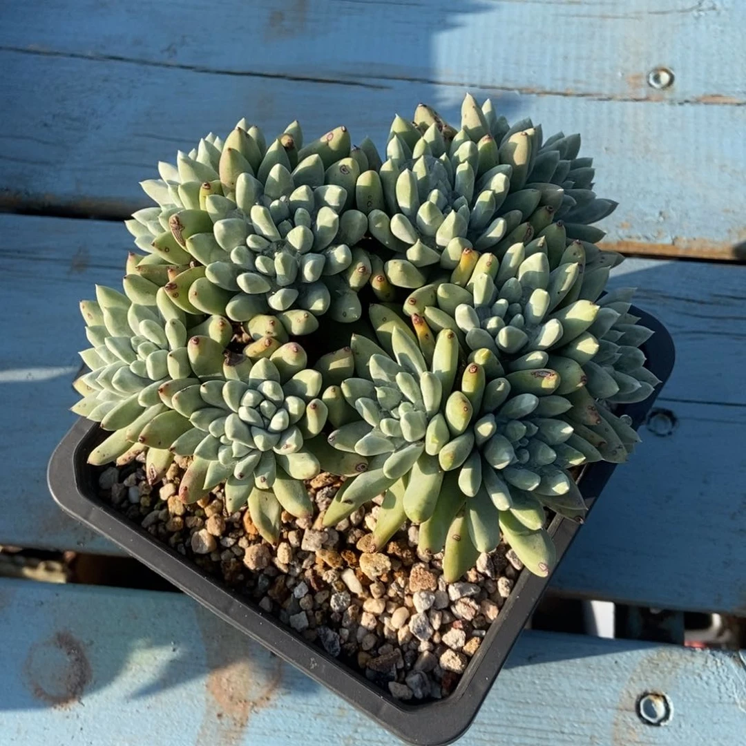 秒杀多肉植物啦啦啦