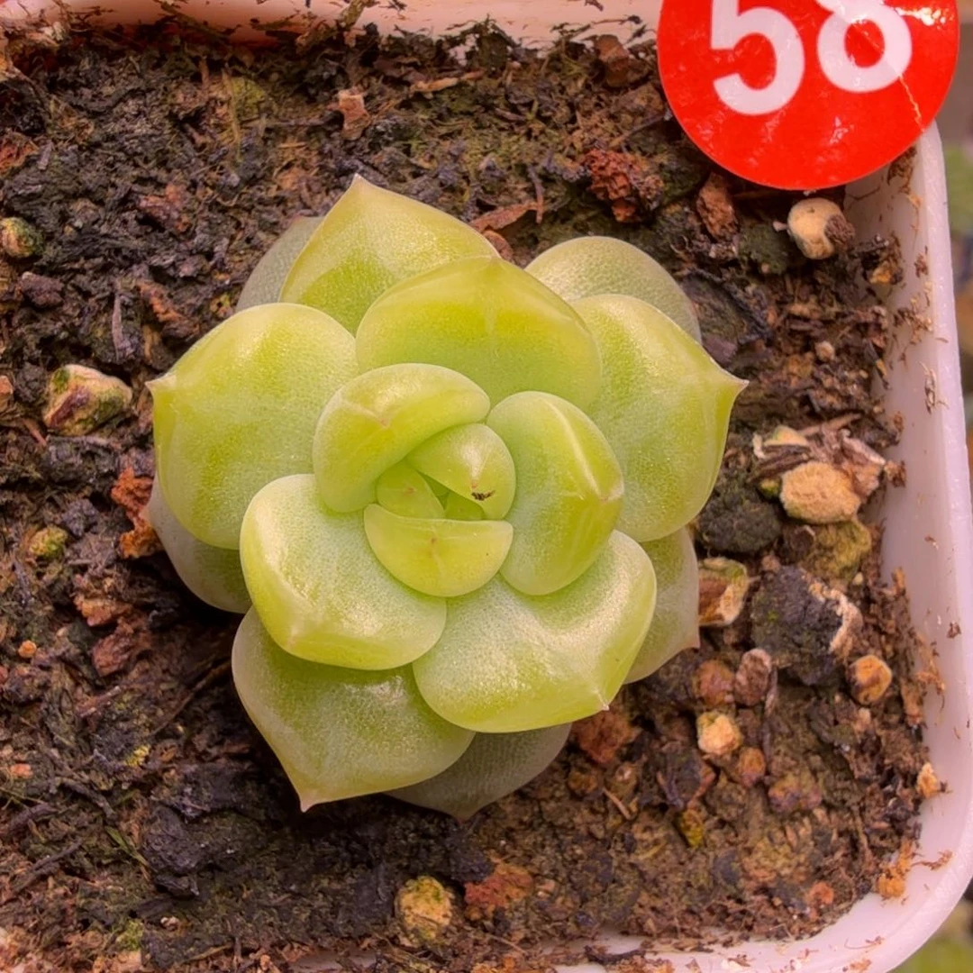 58号未思量一物一拍