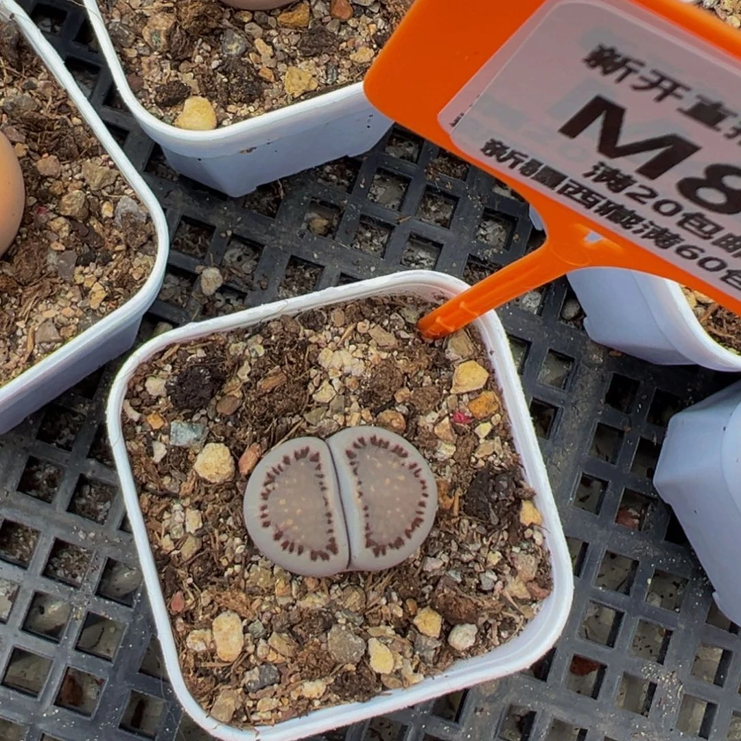 894 一物一拍，默认有伤，介意勿拍，不退不换